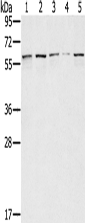 Rabbit Polyclonal Antibody to SESN1