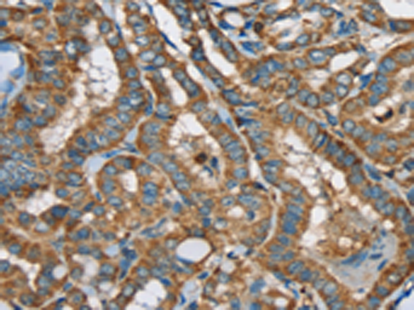 Rabbit Polyclonal Antibody to SIGLEC7