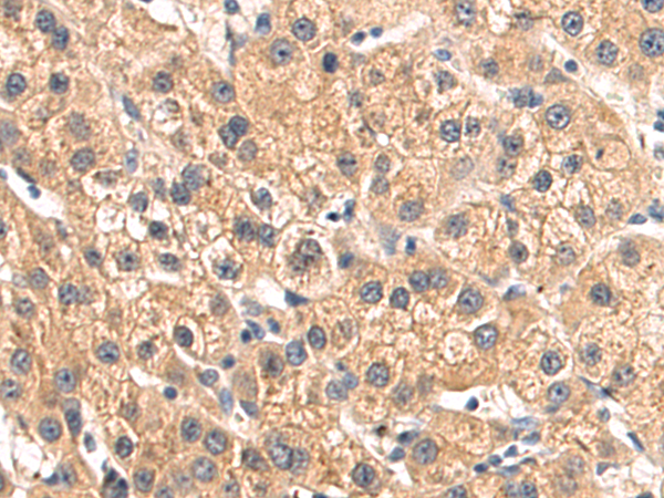 Rabbit Polyclonal Antibody to SIGLEC15