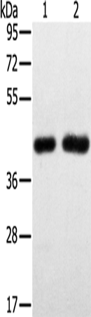 Rabbit Polyclonal Antibody to SLC16A3