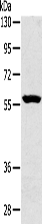 Rabbit Polyclonal Antibody to SLC39A5