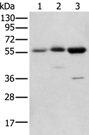 Rabbit Polyclonal Antibody to SLC41A2