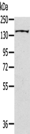 Rabbit Polyclonal Antibody to SLIT2