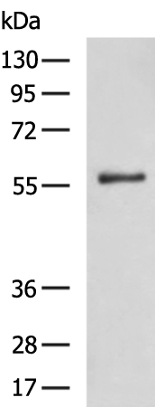 Rabbit Polyclonal Antibody to SNX1