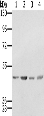 Rabbit Polyclonal Antibody to SSB
