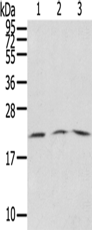 Rabbit Polyclonal Antibody to SSX5