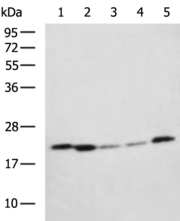 Rabbit Polyclonal Antibody to STARD4