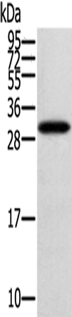 Rabbit Polyclonal Antibody to STARD5