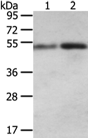 Rabbit Polyclonal Antibody to SNTA1