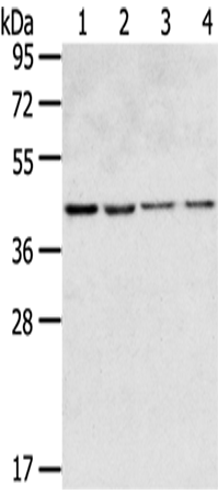 Rabbit Polyclonal Antibody to GPR15