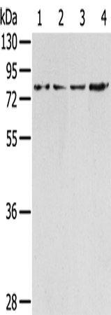 Rabbit Polyclonal Antibody to TAF15