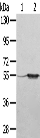 Rabbit Polyclonal Antibody to TRIM35