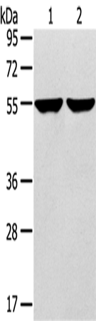 Rabbit Polyclonal Antibody to TRIM62