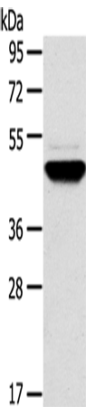 Rabbit Polyclonal Antibody to TM7SF2