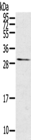Rabbit Polyclonal Antibody to TNFSF15
