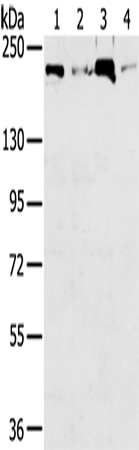 Rabbit Polyclonal Antibody to TOP2B