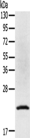 Rabbit Polyclonal Antibody to TP53I11