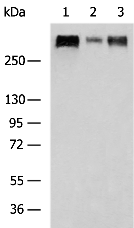 Rabbit Polyclonal Antibody to CSPG4