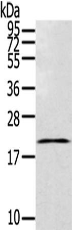Rabbit Polyclonal Antibody to TEX37