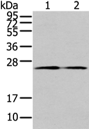 Rabbit Polyclonal Antibody to TUSC1