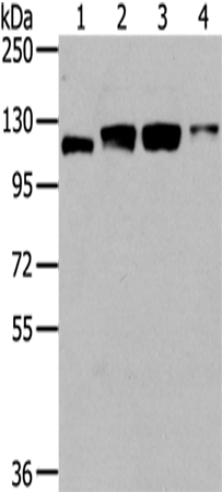 Rabbit Polyclonal Antibody to UBA1