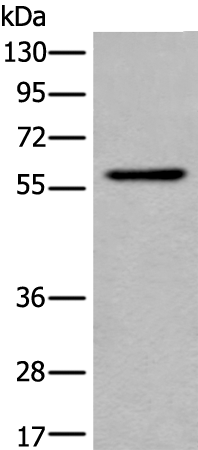 Rabbit Polyclonal Antibody to PPARG