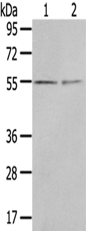 Rabbit Polyclonal Antibody to CHRDL1