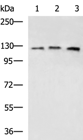 Rabbit Polyclonal Antibody to HNRNPU
