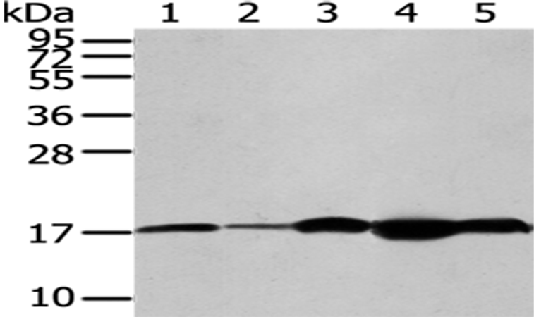 Rabbit Polyclonal Antibody to VAMP2