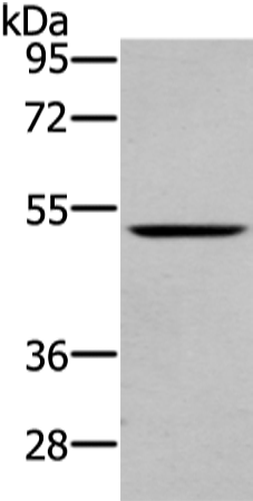 Rabbit Polyclonal Antibody to WASF2