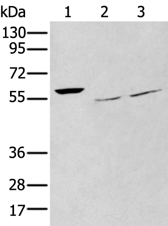 Rabbit Polyclonal Antibody to WASF3