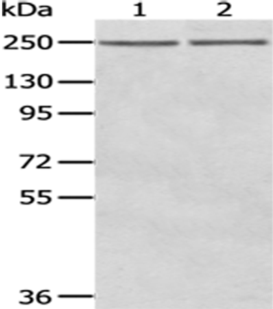 Rabbit Polyclonal Antibody to WNK2