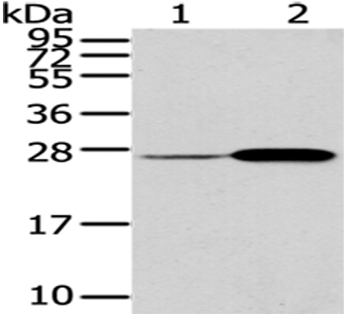 Rabbit Polyclonal Antibody to CD79A