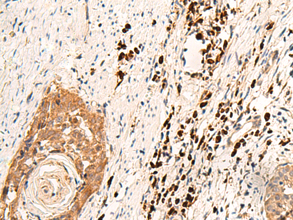Rabbit Polyclonal Antibody to SOX3