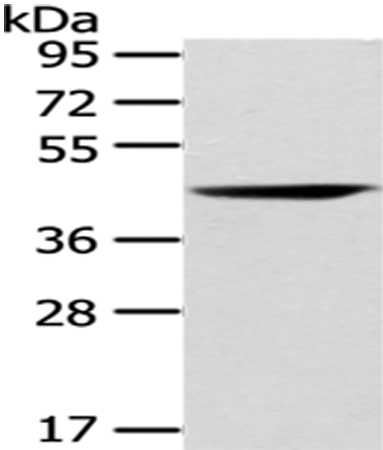 Rabbit Polyclonal Antibody to CHGA