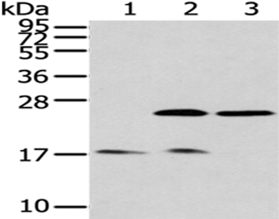 Rabbit Polyclonal Antibody to PDPN