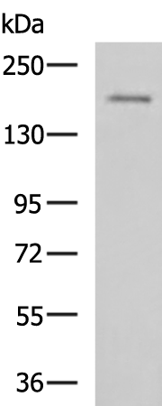 Rabbit Polyclonal Antibody to BAZ1B