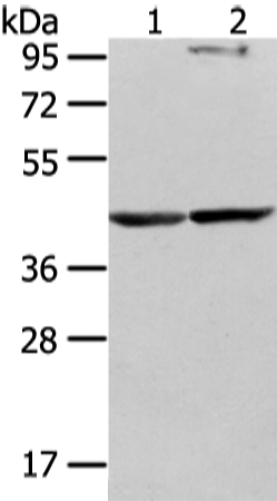 Rabbit Polyclonal Antibody to WWOX