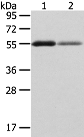Rabbit Polyclonal Antibody to XKR3