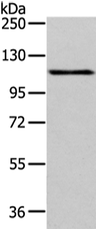 Rabbit Polyclonal Antibody to AP2A1