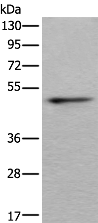 Rabbit Polyclonal Antibody to KRT20