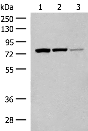 Rabbit Polyclonal Antibody to HNF1A