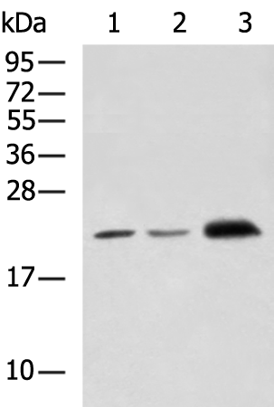 Rabbit Polyclonal Antibody to FGF6