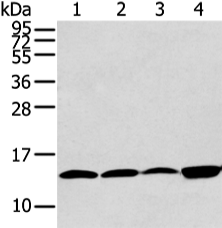 Rabbit Polyclonal Antibody to CLDND2