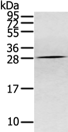 Rabbit Polyclonal Antibody to CLDN15