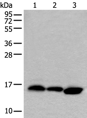 Rabbit Polyclonal Antibody to COX4I1