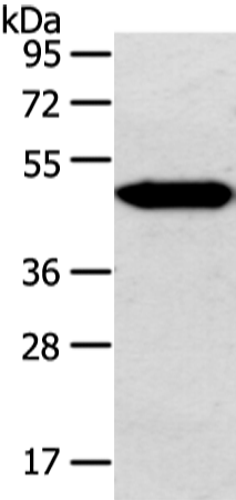 Rabbit Polyclonal Antibody to CTBP1