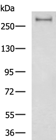 Rabbit Polyclonal Antibody to FASN