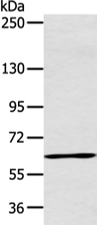 Rabbit Polyclonal Antibody to ATG16L1