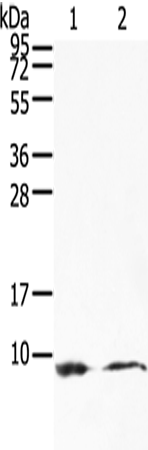 Rabbit Polyclonal Antibody to COX7C